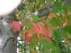 DSCN0033.JPG