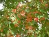 DSCN0034.JPG